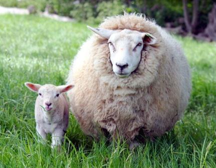 Купить одеяло из овечьей шерсти в Кемерово